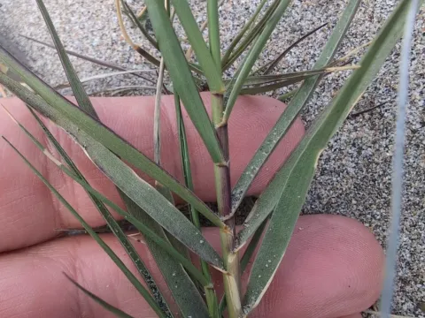 Spartina
