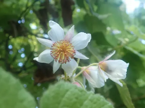 Sparrmannia