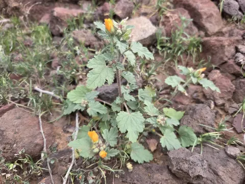 Sphaeralcea
