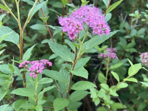 Spiraea lemoinei