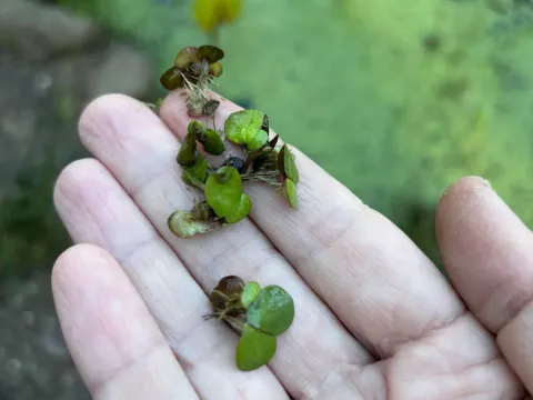 Giant duckweed