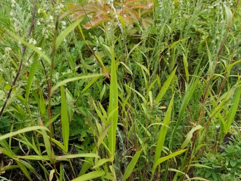 Spodiopogon