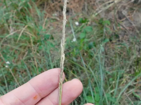 Dropseed