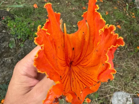 African Tulip Tree