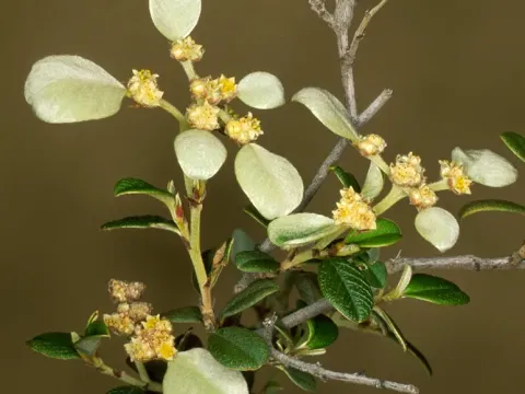 Spyridium