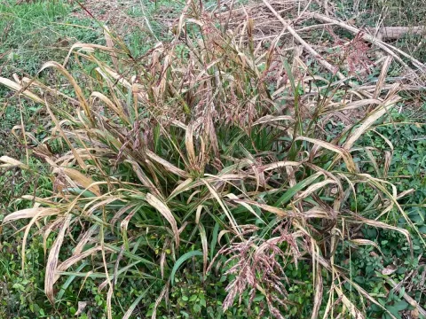 Sorghum