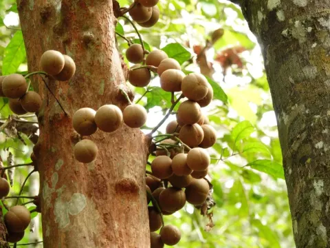 Stelechocarpus