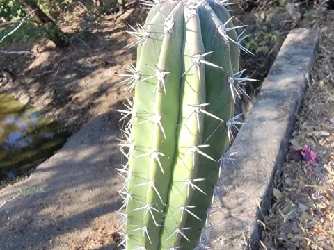 Stenocereus