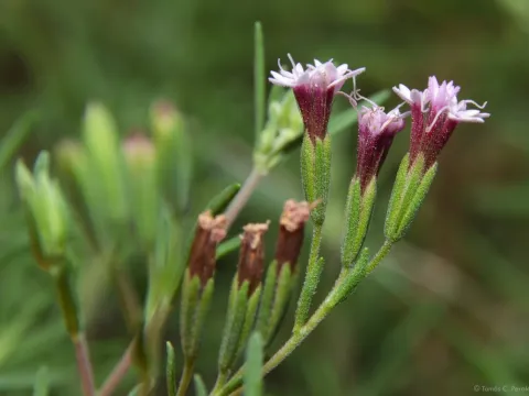Stevia
