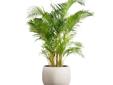 Areca