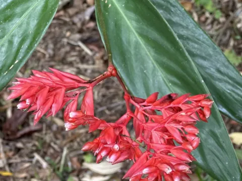 Stromanthe