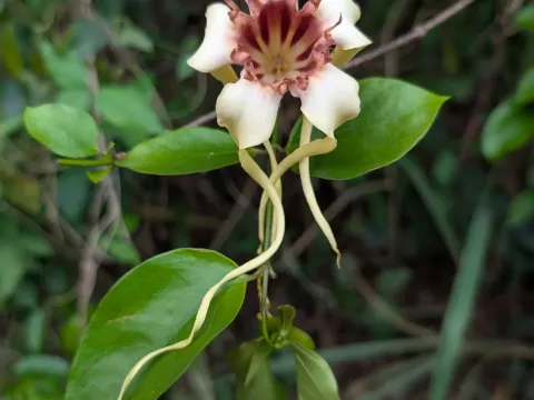 Strophanthus