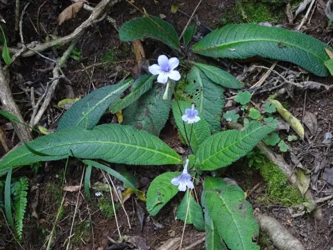 Streptocarpus