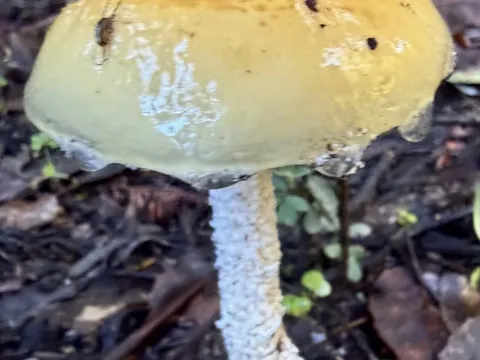 Stropharia