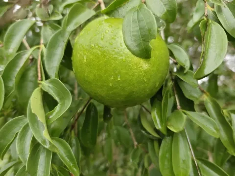 Natal orange