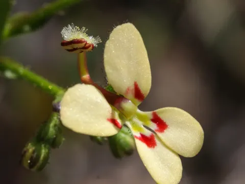 Stylidium