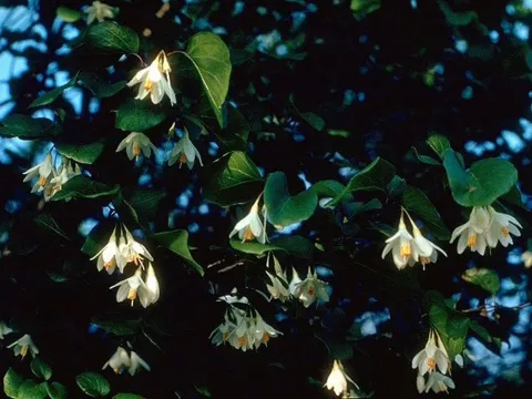 Styrax