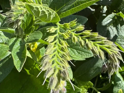 Comfrey