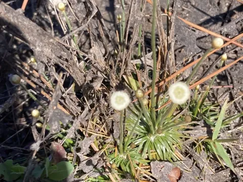 Syngonanthus