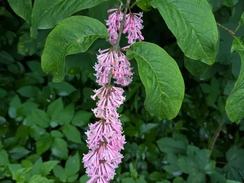 Nodding lilac