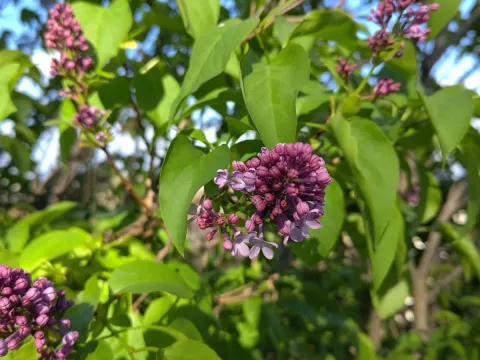 Rhodope lilac