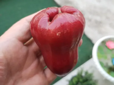 Syzygium