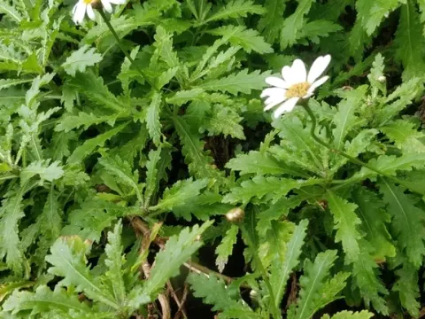 Argyranthemum