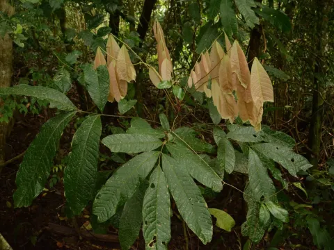 Talisia