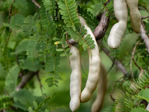 Tamarind