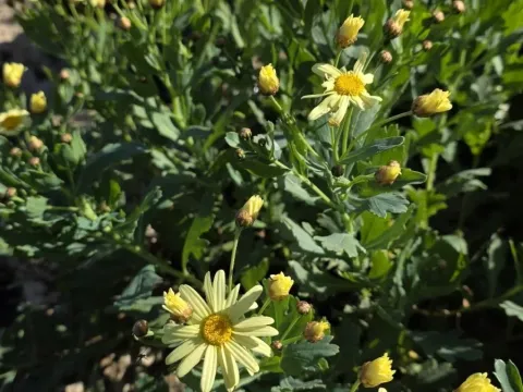 Marguerite Daisy