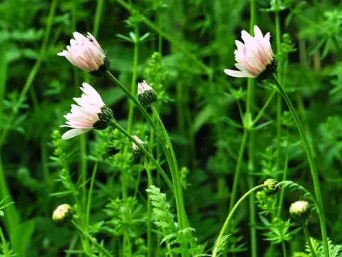Chrysanthemum marschallii