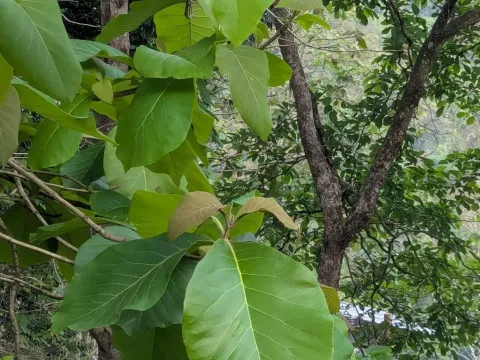 Teak