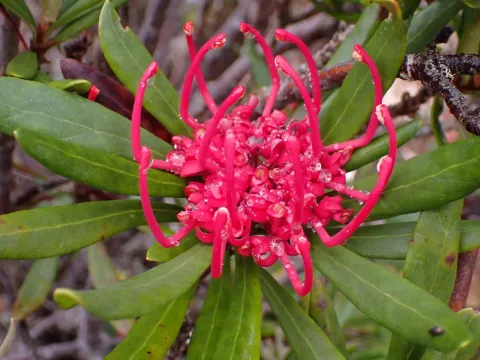 Telopea