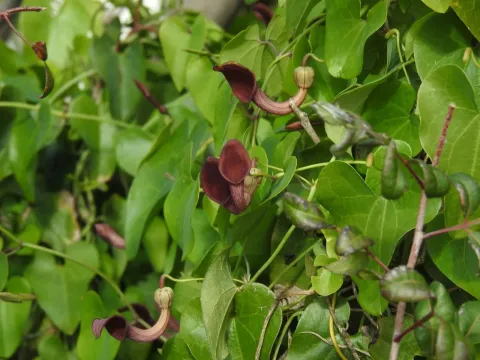 Birthwort