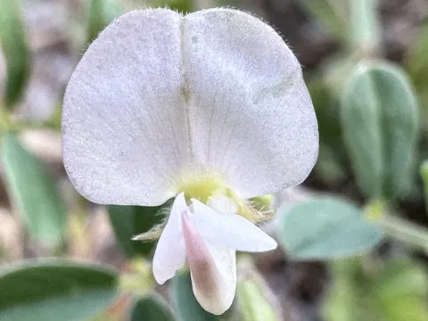 Tephrosia