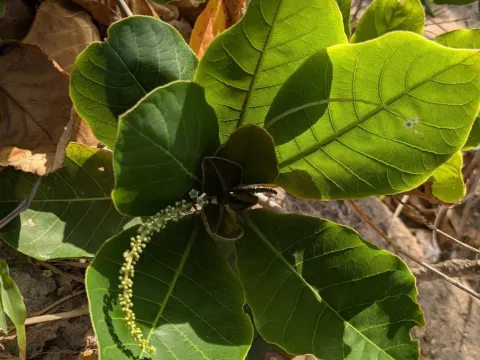 Terminalia