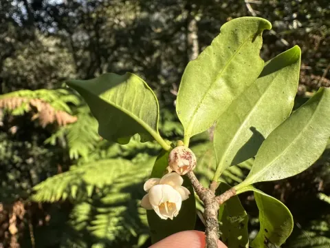 Ternstroemia