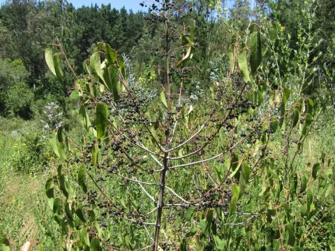 Aristotelia