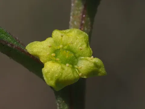 Tetragonia