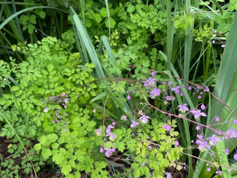 Thalictrum dipterocarpum