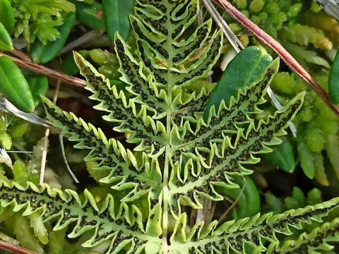 Thelypteris
