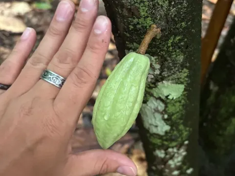 Cacao