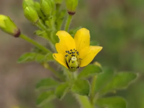 Polanisia viscosa