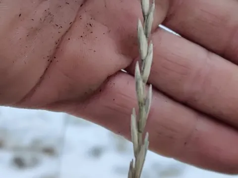 Trititrigia
