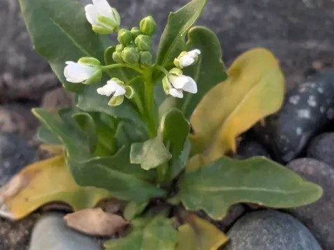 Field pennycress