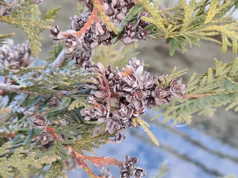 Thuja