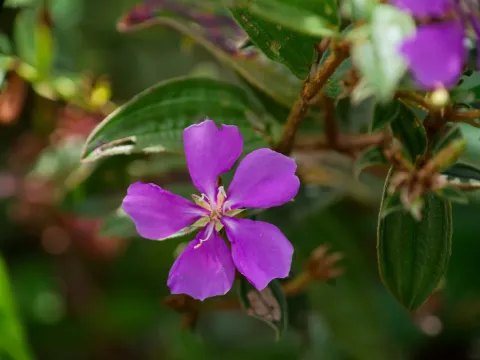 Tibouchina