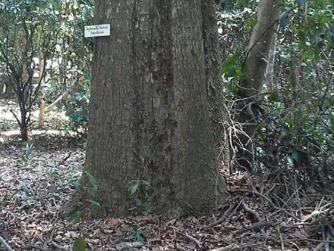 Tieghemella