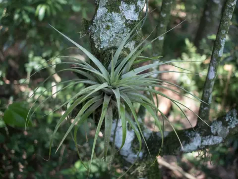 Tillandsia