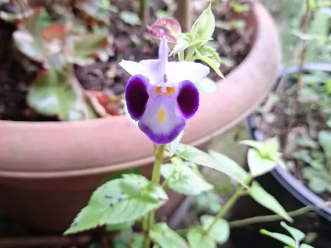 Torenia
